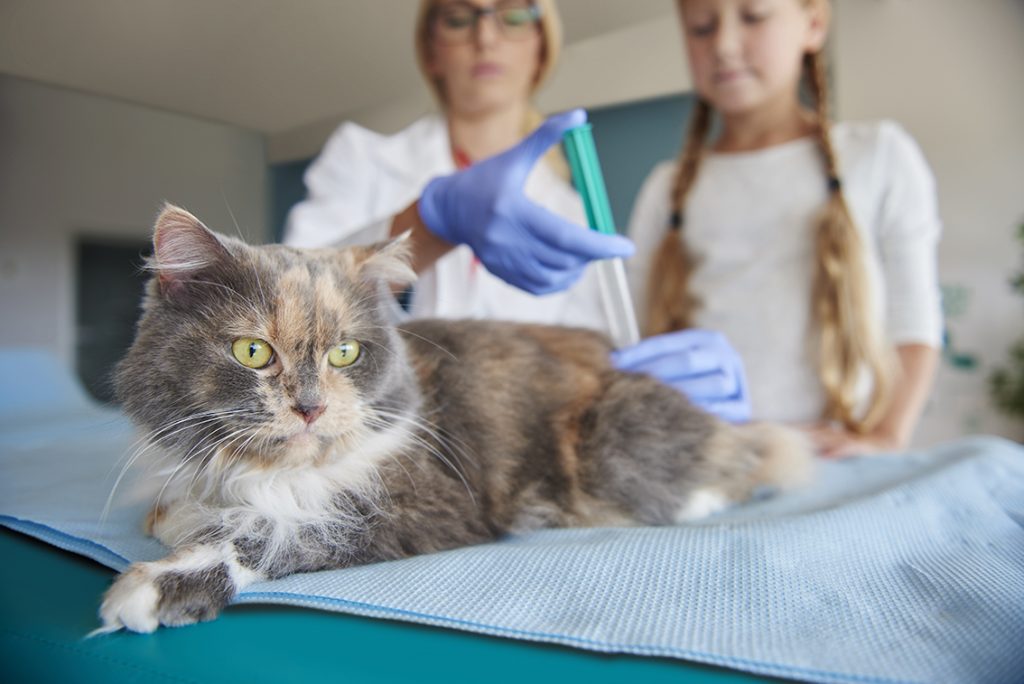 Ação de vacinação contra a raiva para gatos